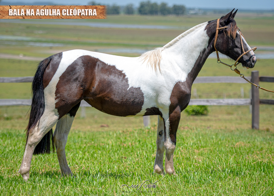BALA NA AGULHA CLEÓPATRA