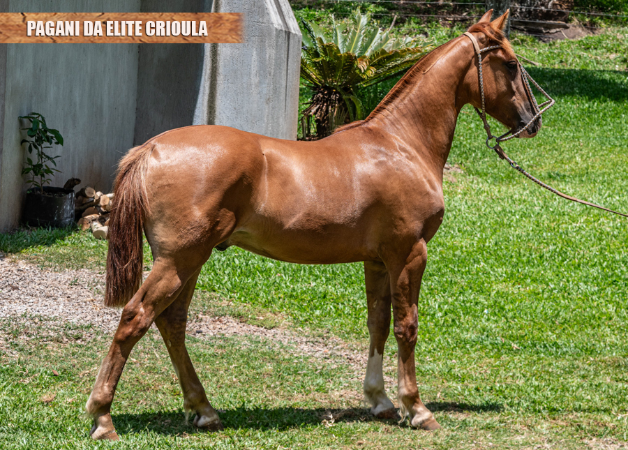 PAGANI DA ELITE CRIOULA