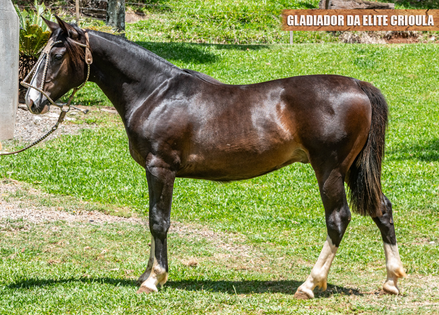 GLADIADOR DA ELITE CRIOULA