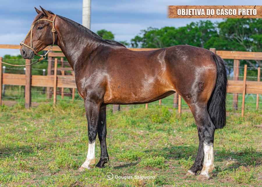 OBJETIVA DO CASCO PRETO