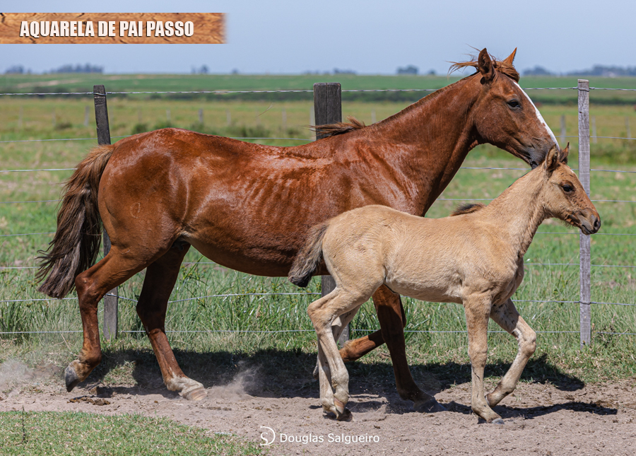AQUARELA DE PAI PASSO