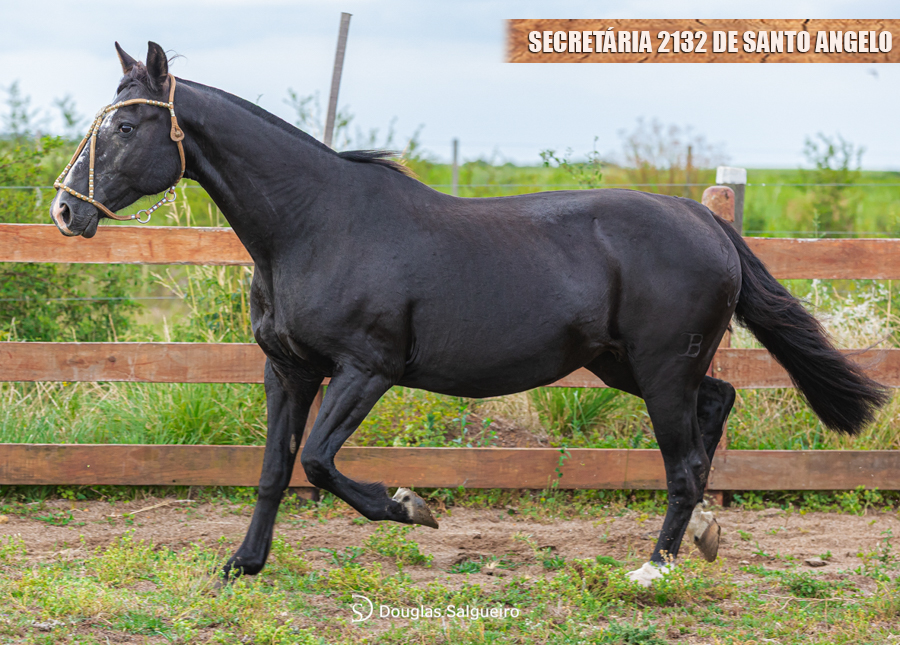 SECRETÁRIA 2132 DE SANTO ANGELO