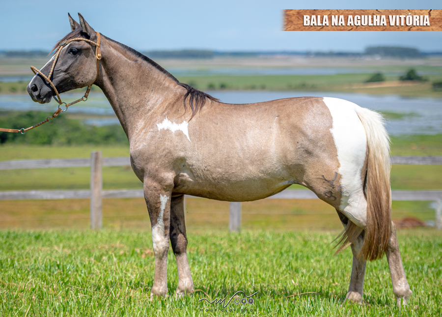 BALA NA AGULHA VITÓRIA