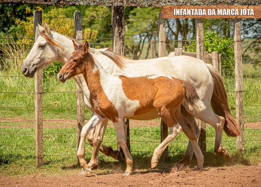 INFANTADA DA MARCA JOTA