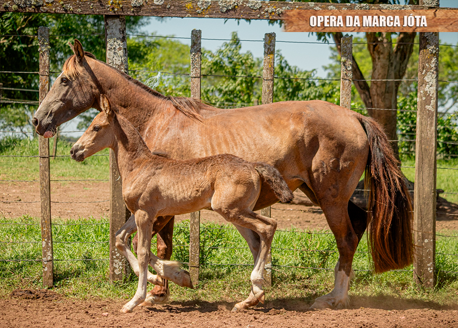 OPERA DA MARCA JÓTA