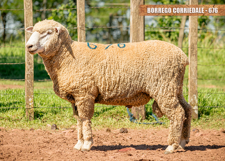 P.A.P. JL PAPJL A676