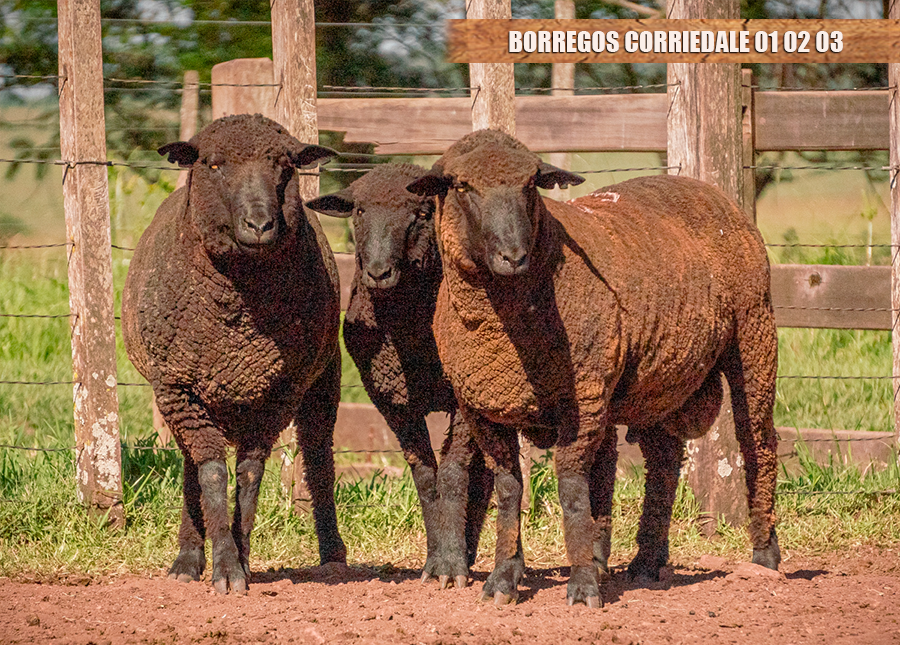 BORREGOS 01,02 e 03 