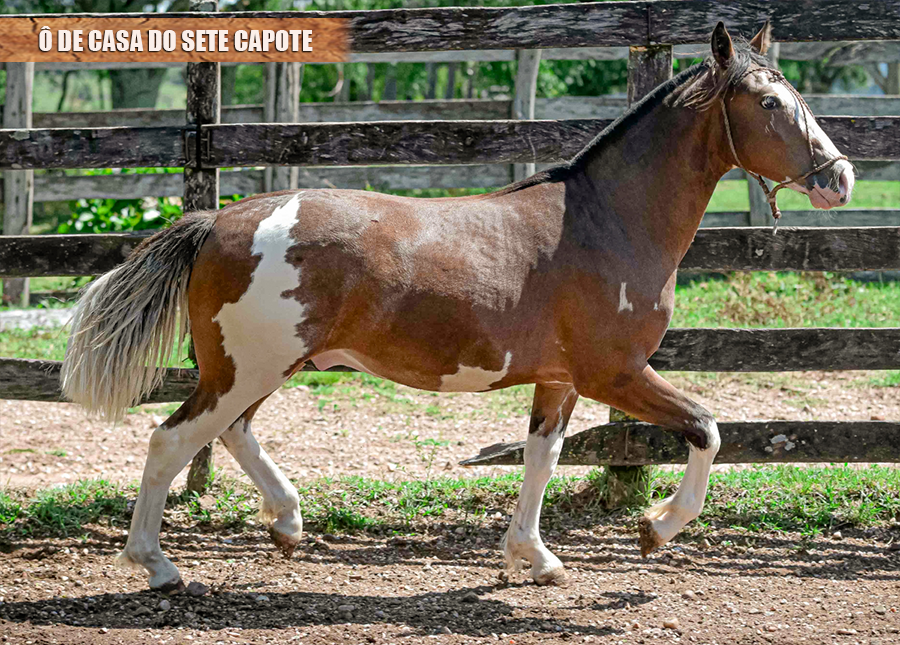 Ô DE CASA DO SETE CAPOTE