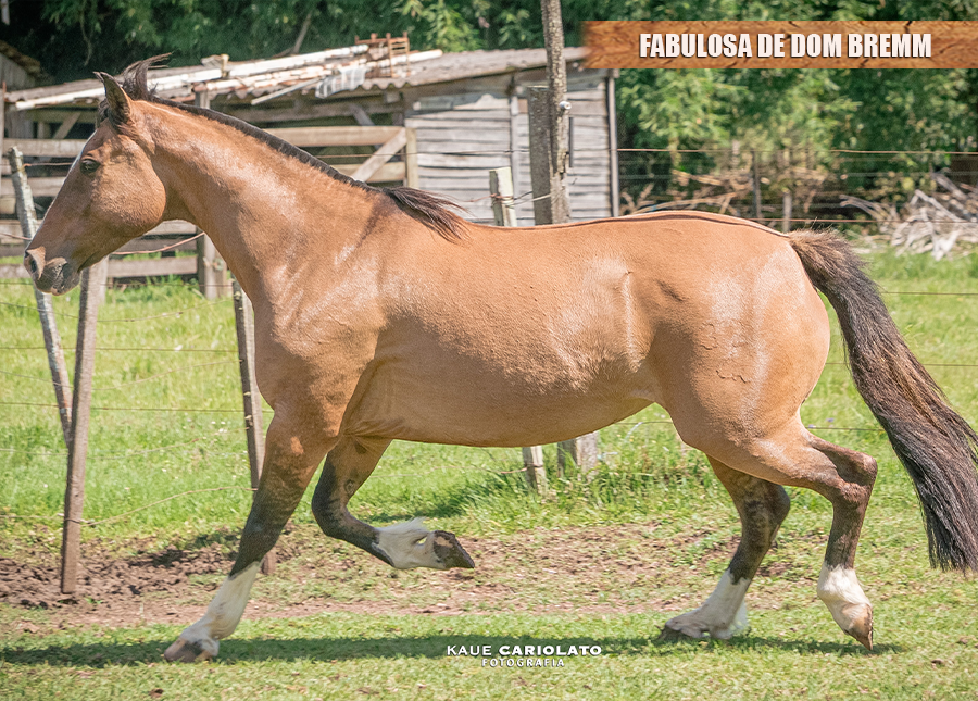 FABULOSA DE DOM BREMM