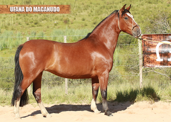 UFANA DO MACANUDO