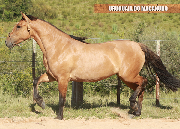 URUGUAIA DO MACANUDO
