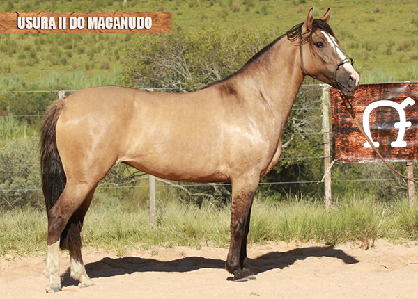 USURA II DO MACANUDO