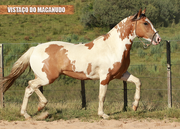 VISTAÇO DO MACANUDO