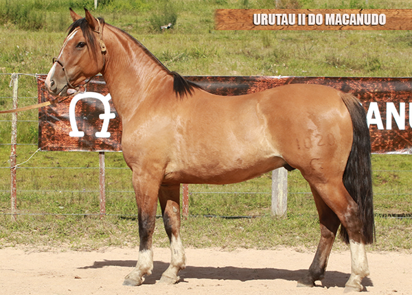 URUTAU II DO MACANUDO