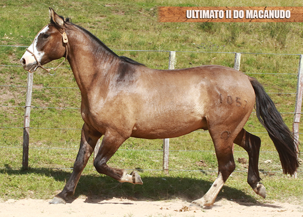 ULTIMATO II DO MACANUDO