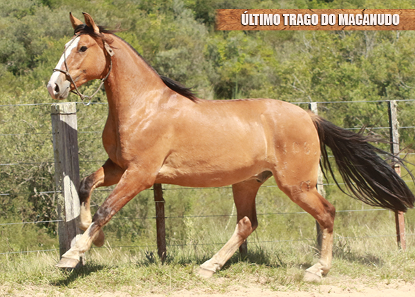 ÚLTIMO TRAGO DO MACANUDO