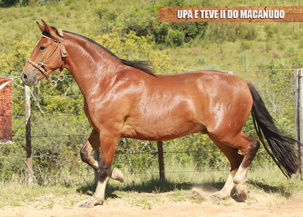UPA E TEVE II DO MACANUDO