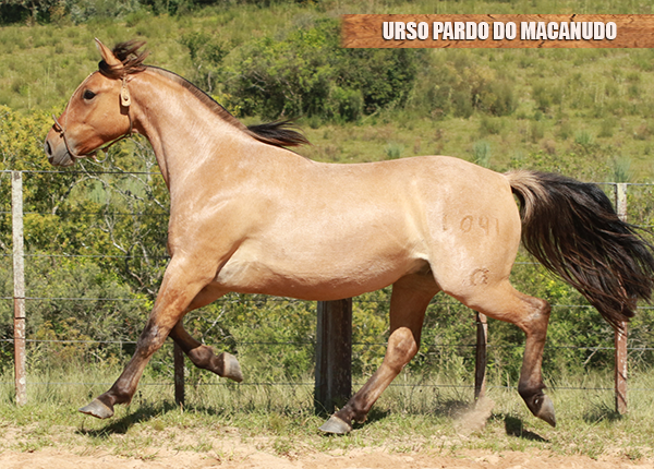 URSO PARDO DO MACANUDO