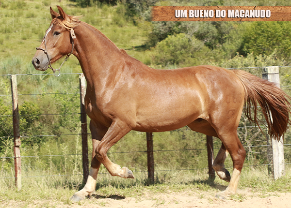 UM BUENO DO MACANUDO