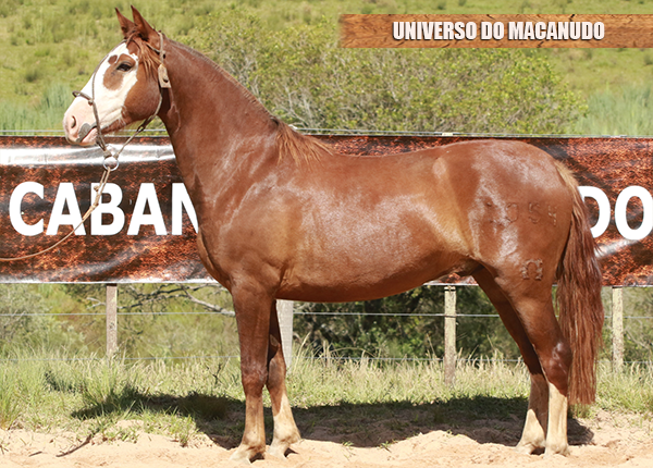 UNIVERSO DO MACANUDO