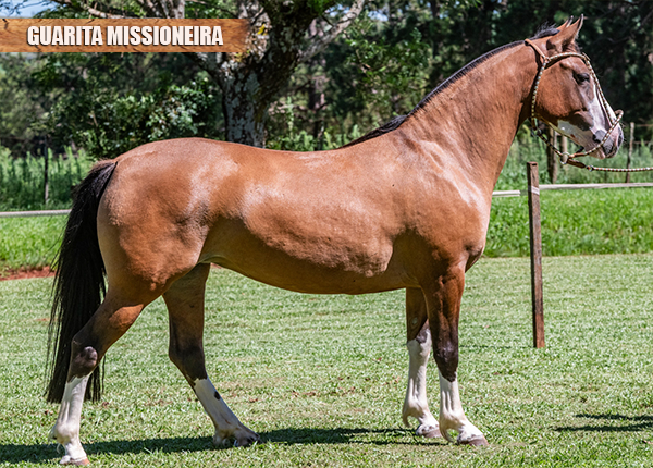 GUARITA MISSIONEIRA