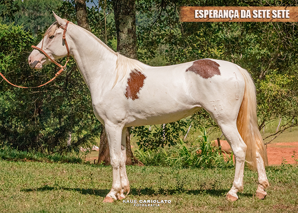 ESPERANÇA DA SETE SETE