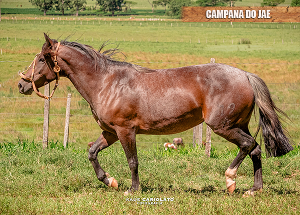CAMPANA DO JAE