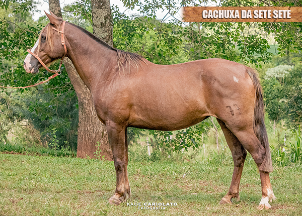 CACHUXA DA SETE SETE