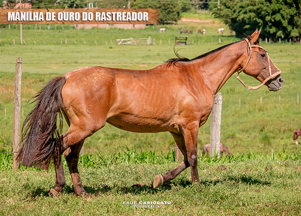 MANILHA DE OURO DO RASTREADOR
