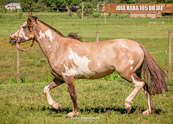 JOIA RARA 105 DO JAE