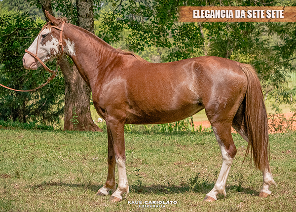 ELEGANCIA DA SETE SETE