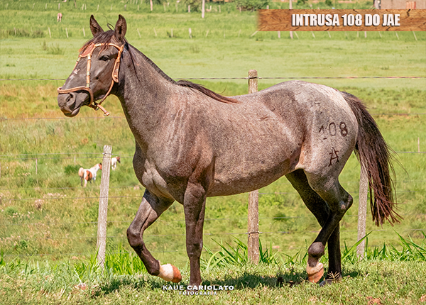 INTRUSA 108 DO JAE