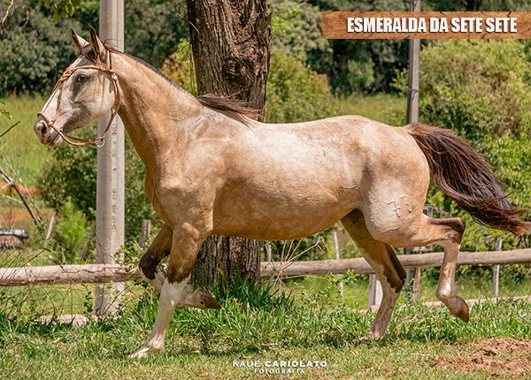 ESMERALDA DA SETE SETE