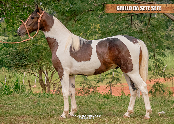 GRILLO DA SETE SETE