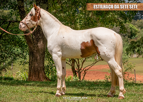 ESTILHAÇO DA SETE SETE