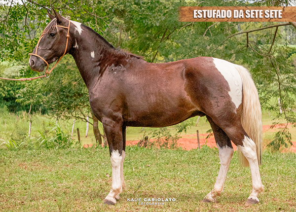 ESTUFADO DA SETE SETE