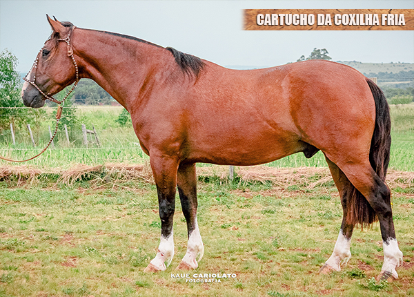 CARTUCHO DA COXILHA FRIA