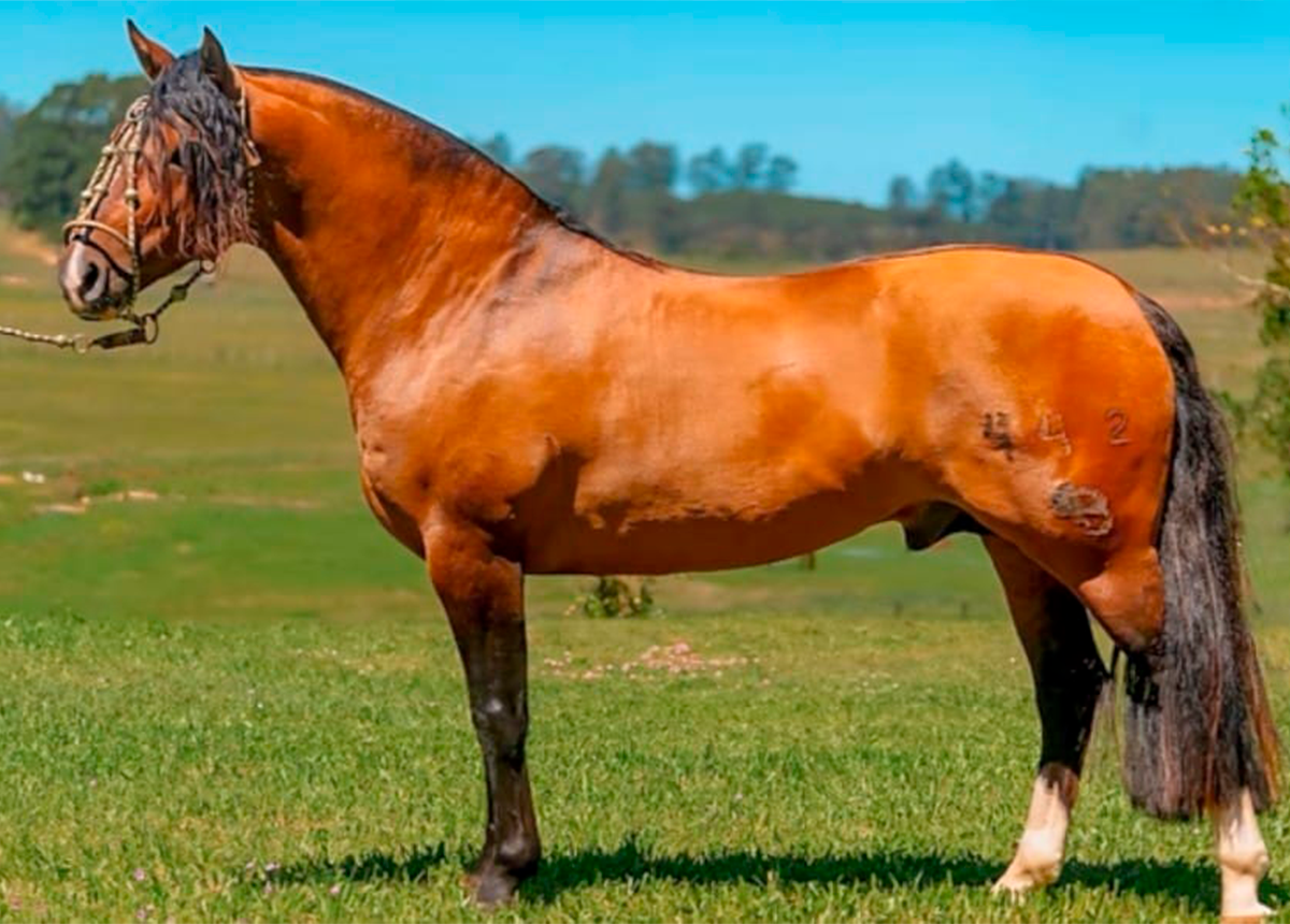 OCARINHA D'LOS BRITTES