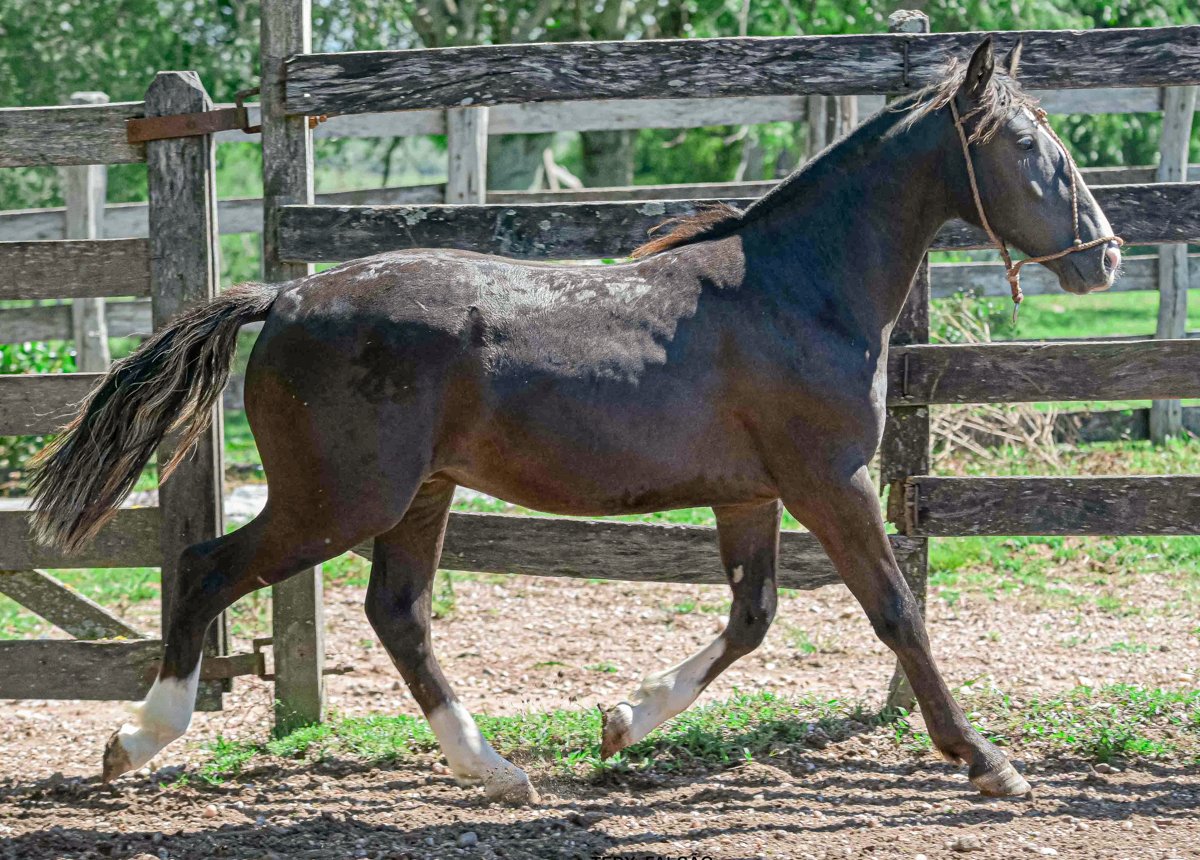 ORVALHO DO SETE CAPOTE
