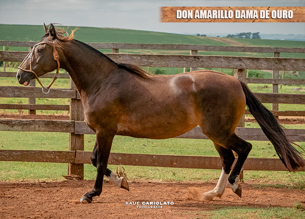 DON AMARILLO DAMA DE OURO