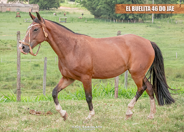 EL BUELITA 46 DO JAE