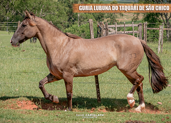 GURIA LUBUNA DO TAQUARÍ DE SÃO CHICO