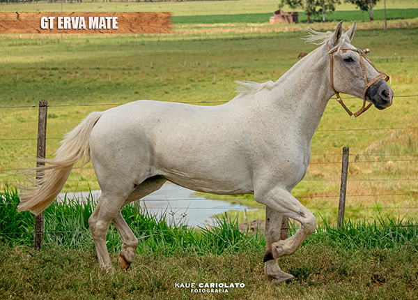 GT ERVA MATE