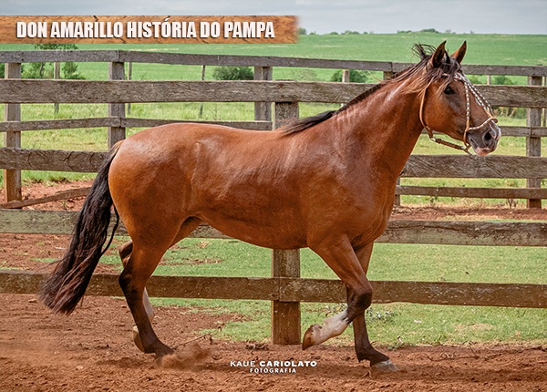 DON AMARILLO HISTÓRIA DO PAMPA