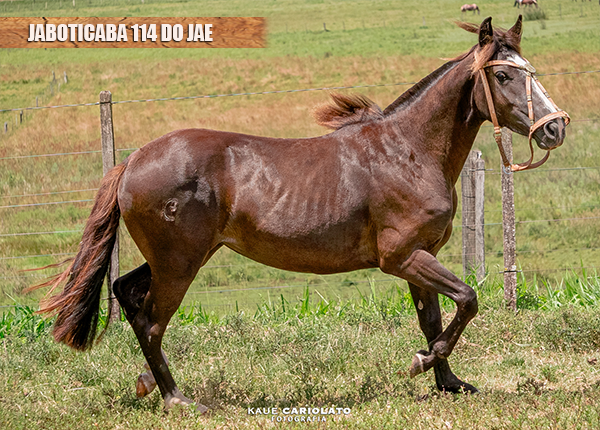 JABOTICABA 114 DO JAE