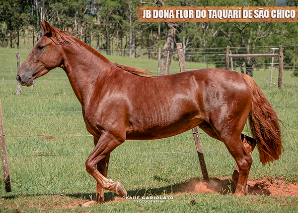 JB DONA FLOR DO TAQUARÍ DE SÃO CHICO