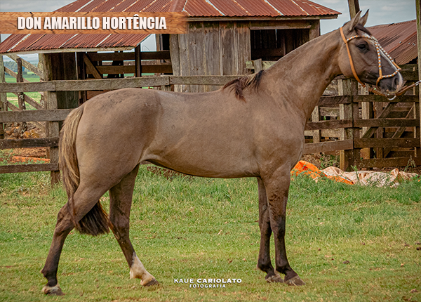 DON AMARILLO HORTÊNCIA