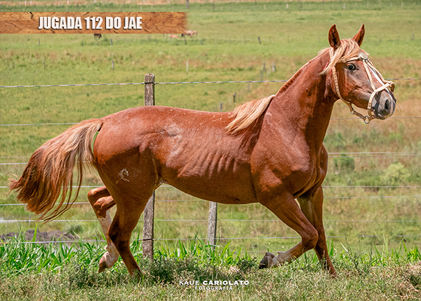 JUGADA 112 DO JAE