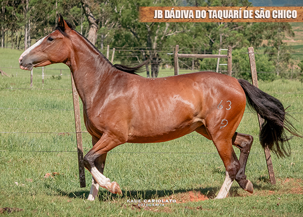 JB DÁDIVA DO TAQUARÍ DE SÃO CHICO