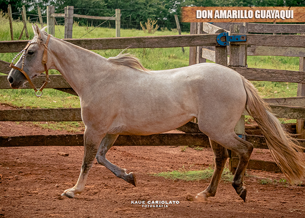 DON AMARILLO GUAYAQUI